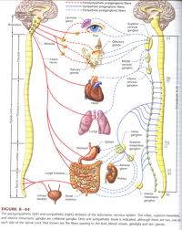 자율신경계 이미지1.jpg